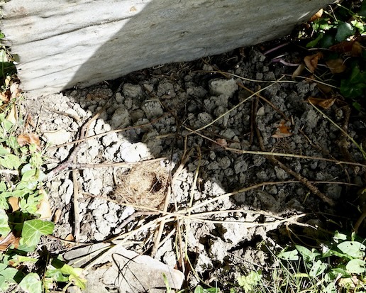 vole